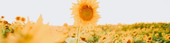 yellow sunflower field during daytime