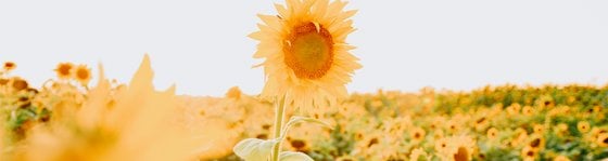 yellow sunflower field during daytime