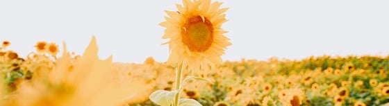 yellow sunflower field during daytime