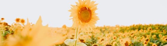 yellow sunflower field during daytime