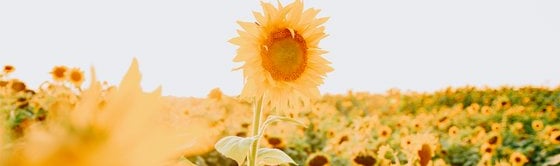 yellow sunflower field during daytime