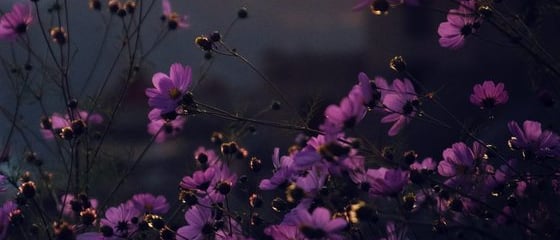 purple flowers with yellow and white sun light