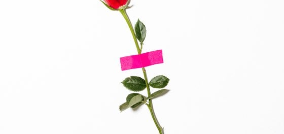 red rose with green leaves