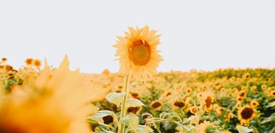 yellow sunflower field during daytime