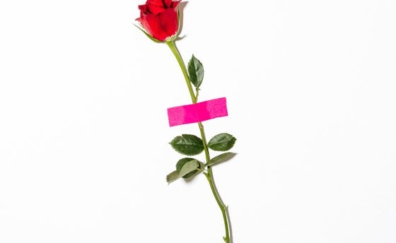red rose with green leaves