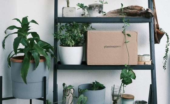 green potted plants on white wooden shelf