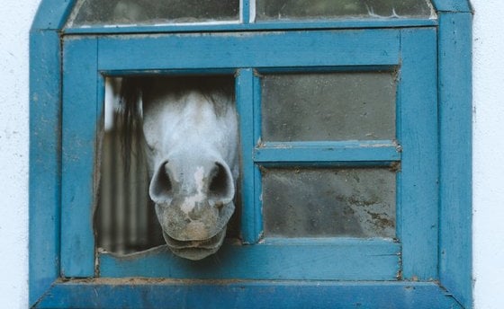 white short coated dog in blue window