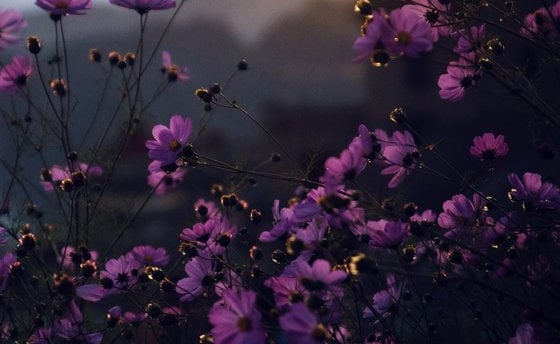 purple flowers with yellow and white sun light