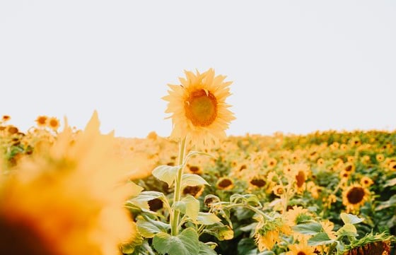 yellow sunflower field during daytime