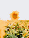 yellow sunflower field during daytime