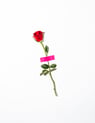 red rose with green leaves