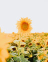 yellow sunflower field during daytime