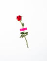 red rose with green leaves