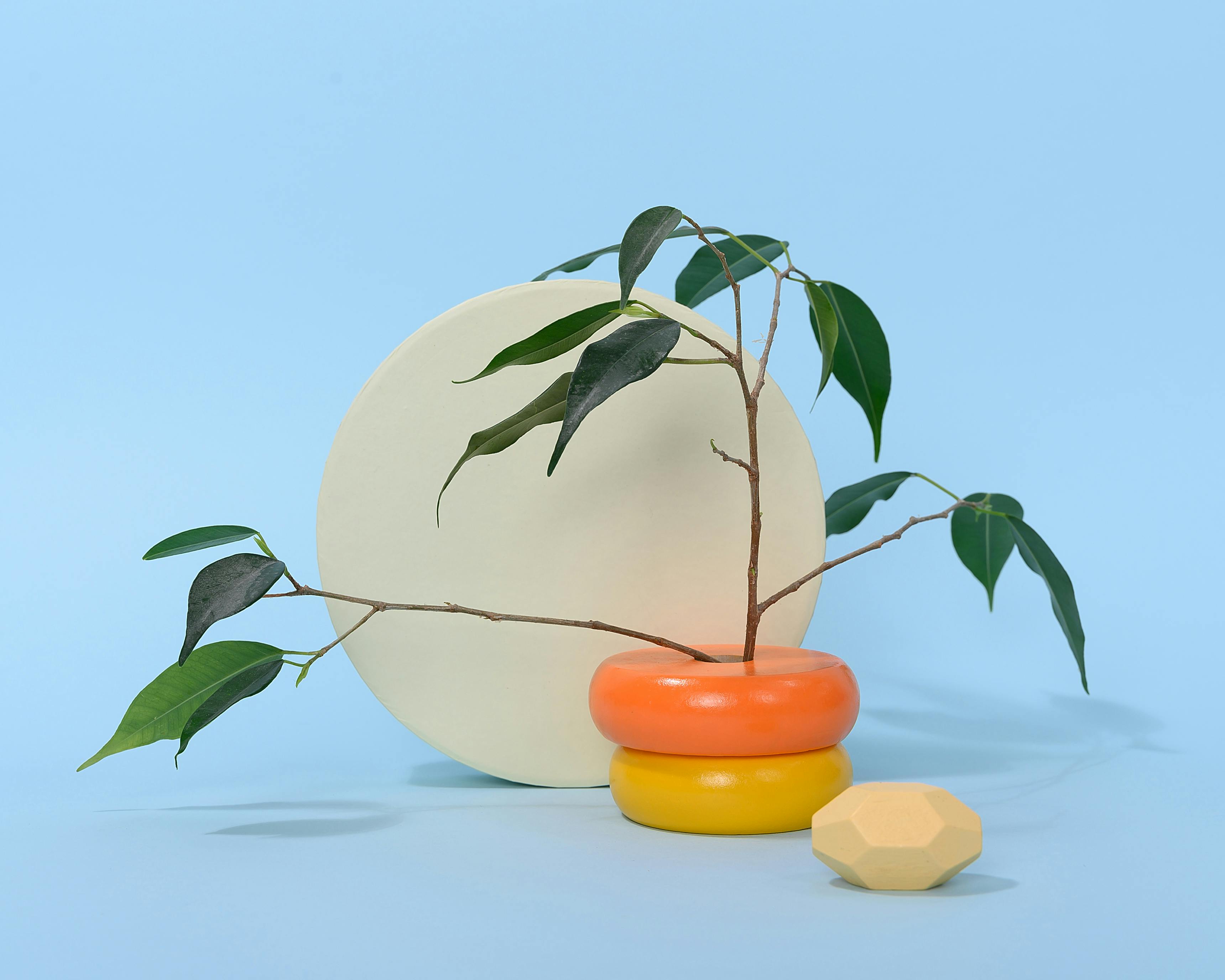 'Candy' Flowerpot