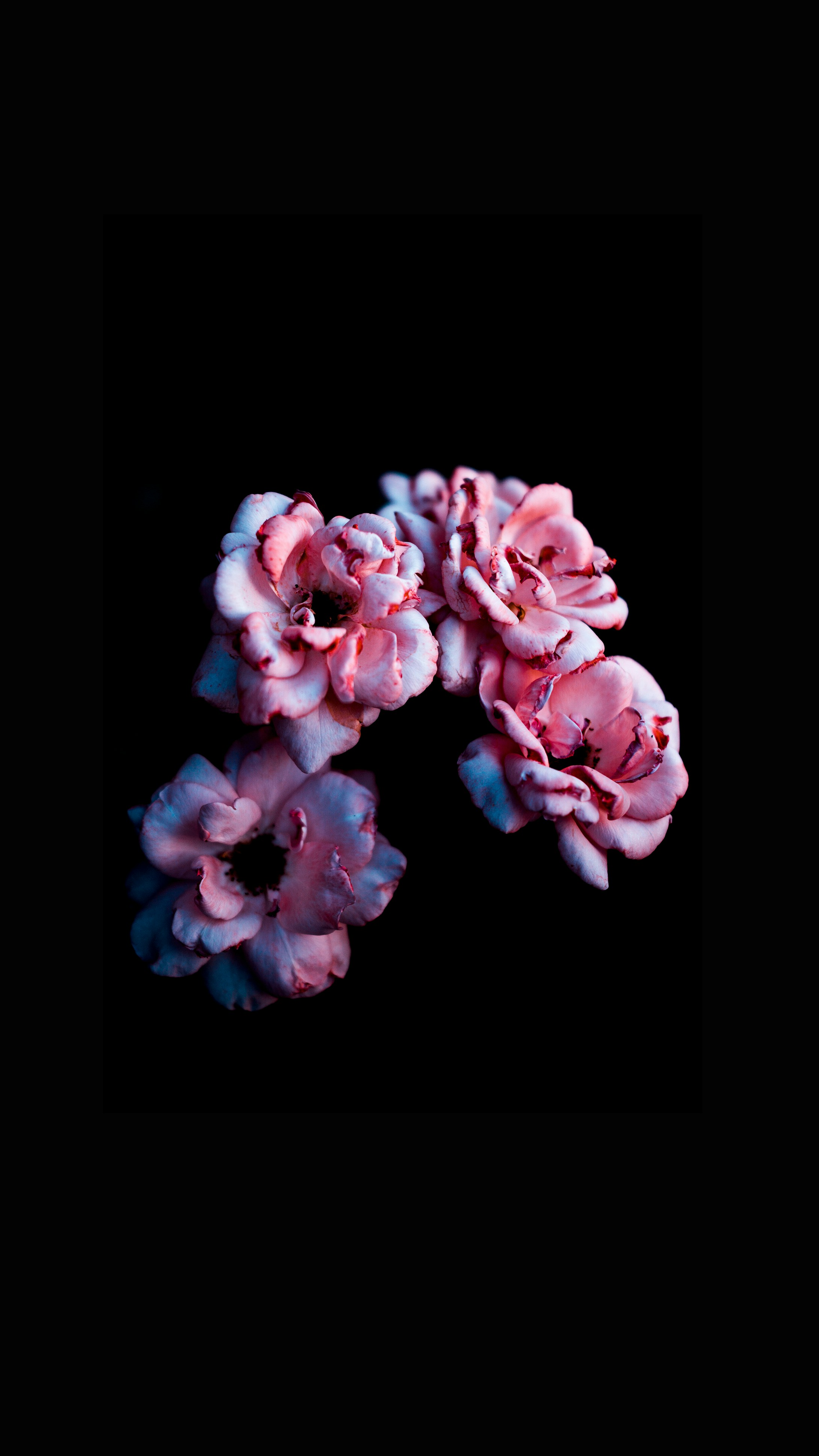 Perwinkle rose