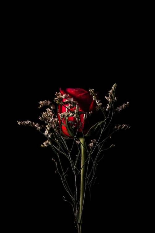 Desert rose