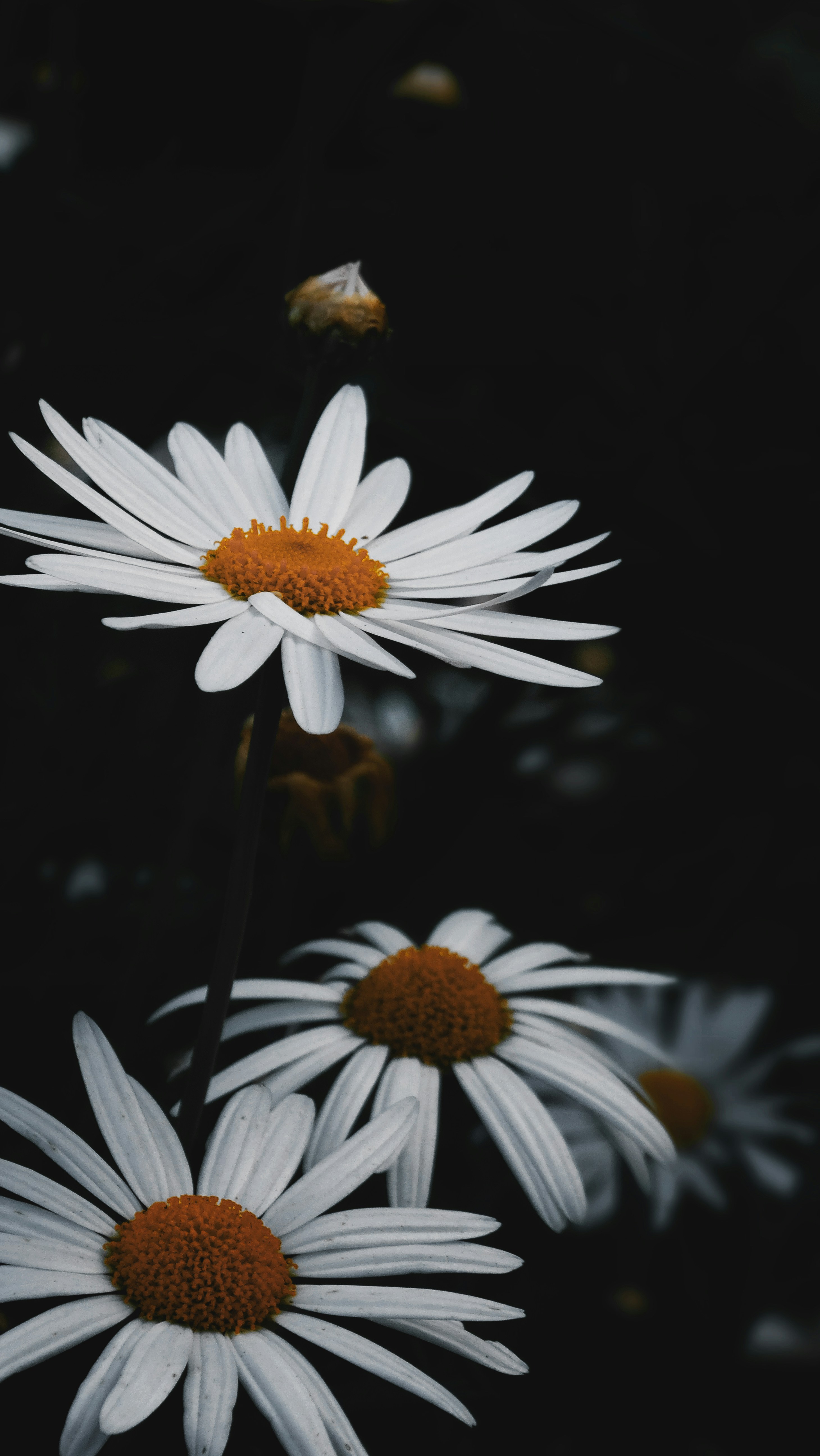 Perfect daisy