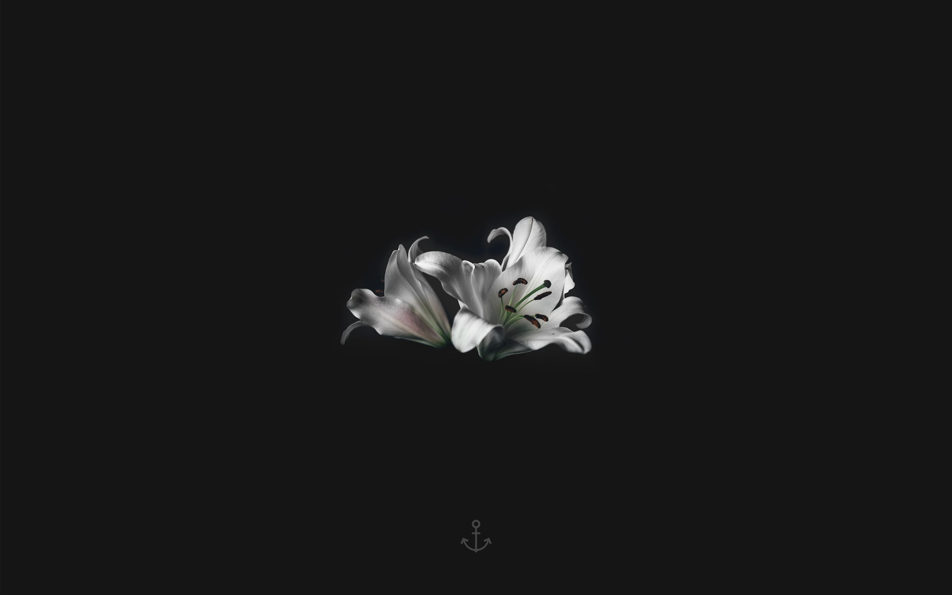 Madonna lily