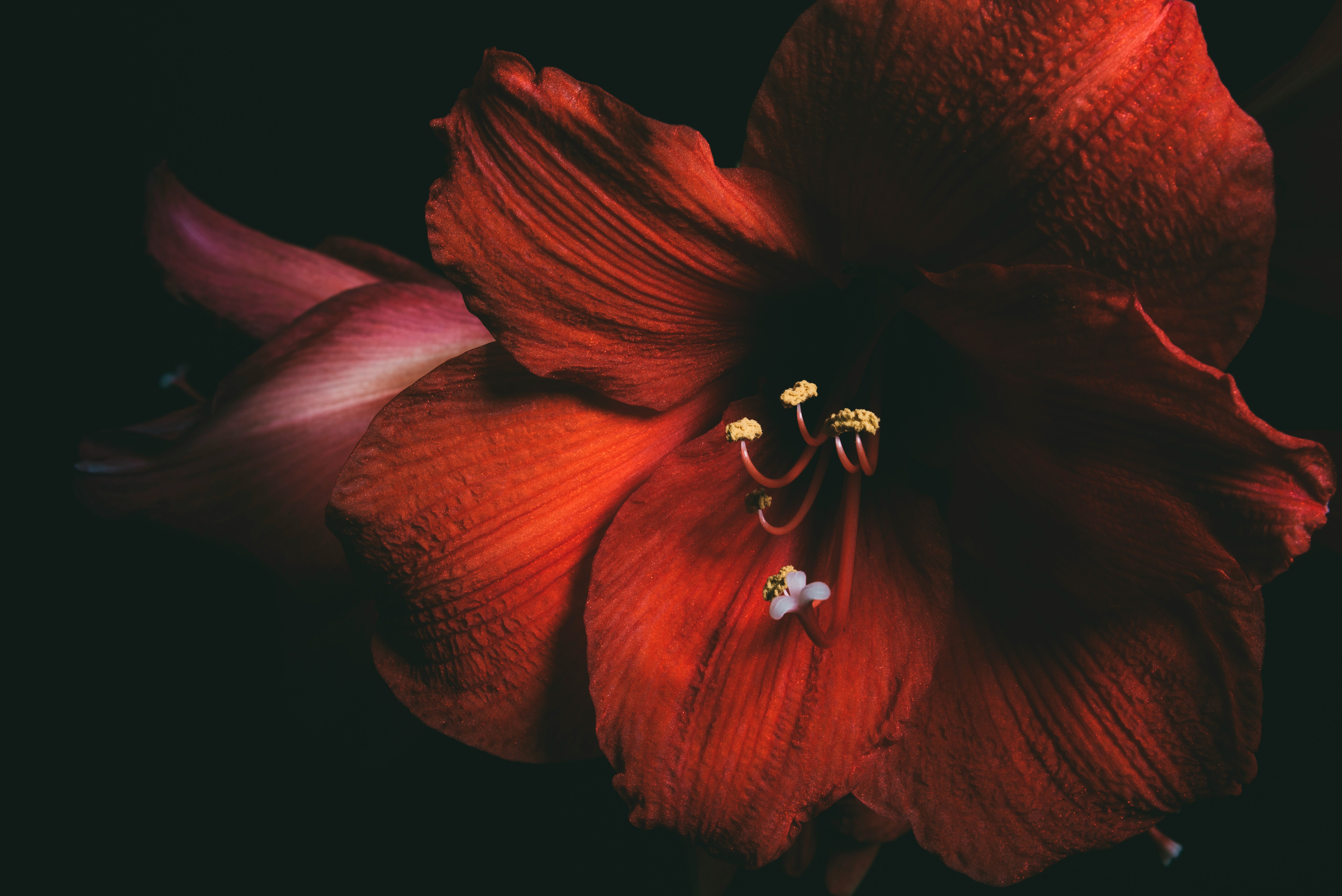 Kokio hibiscus