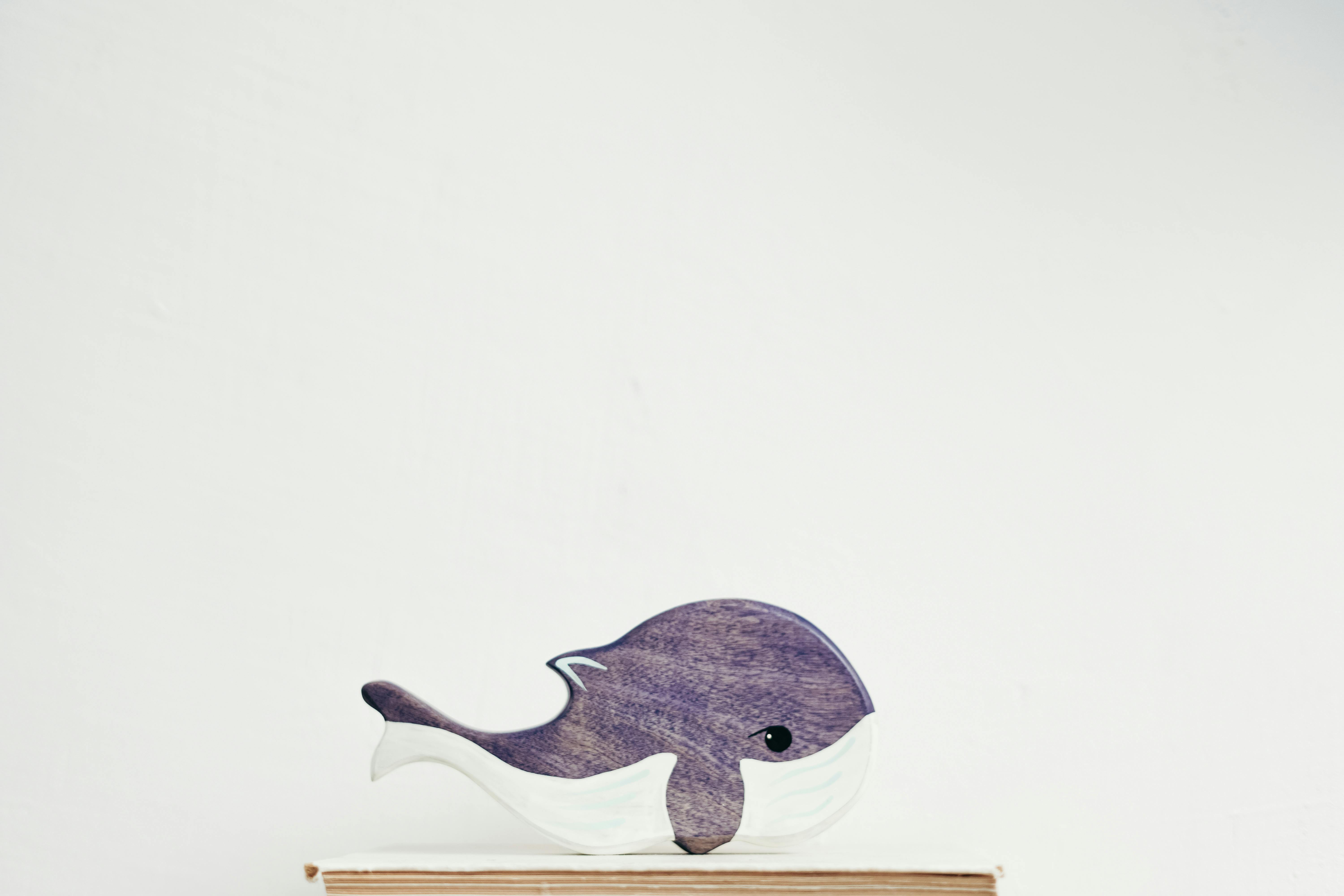 Shy whale