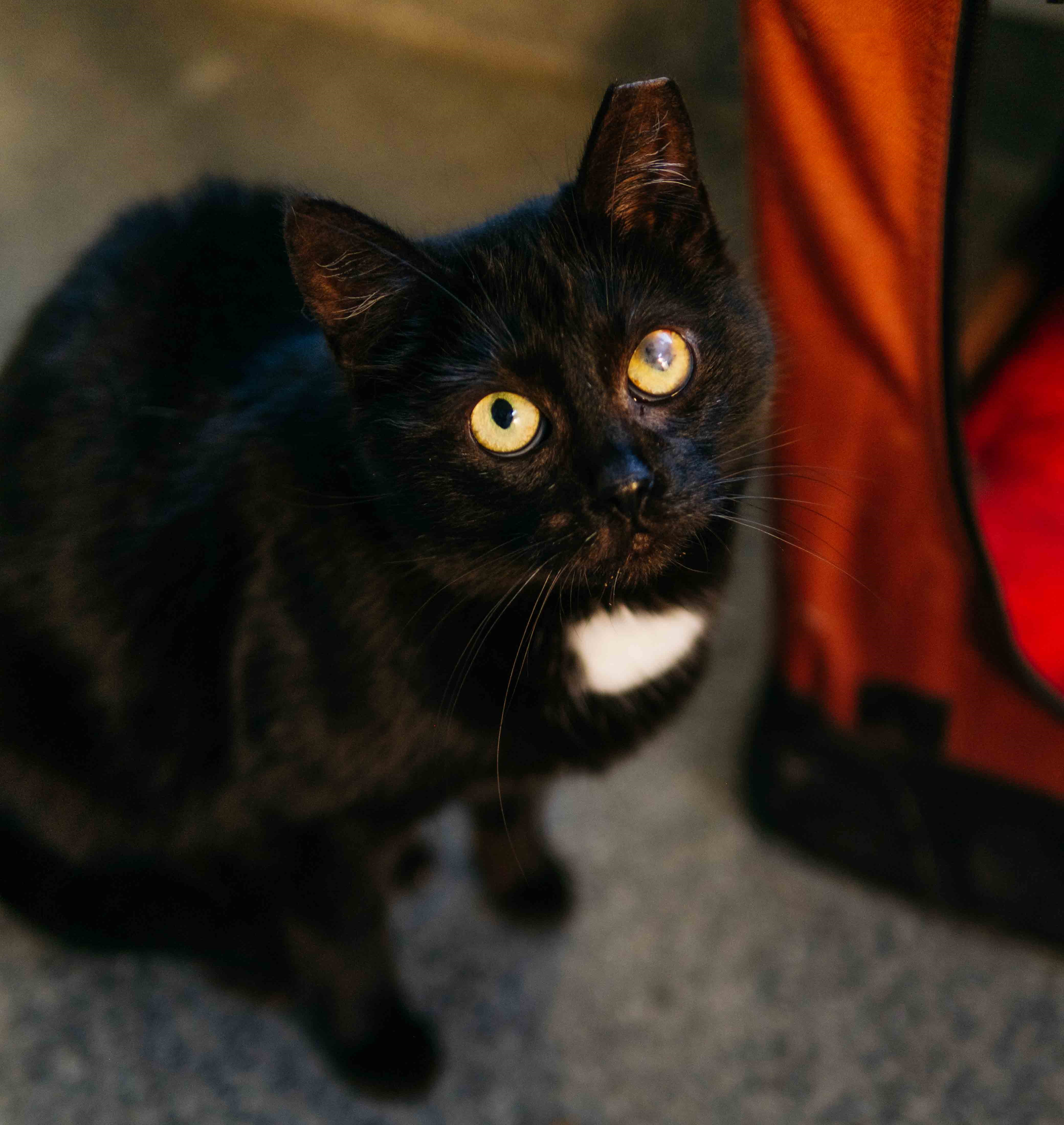 Koko