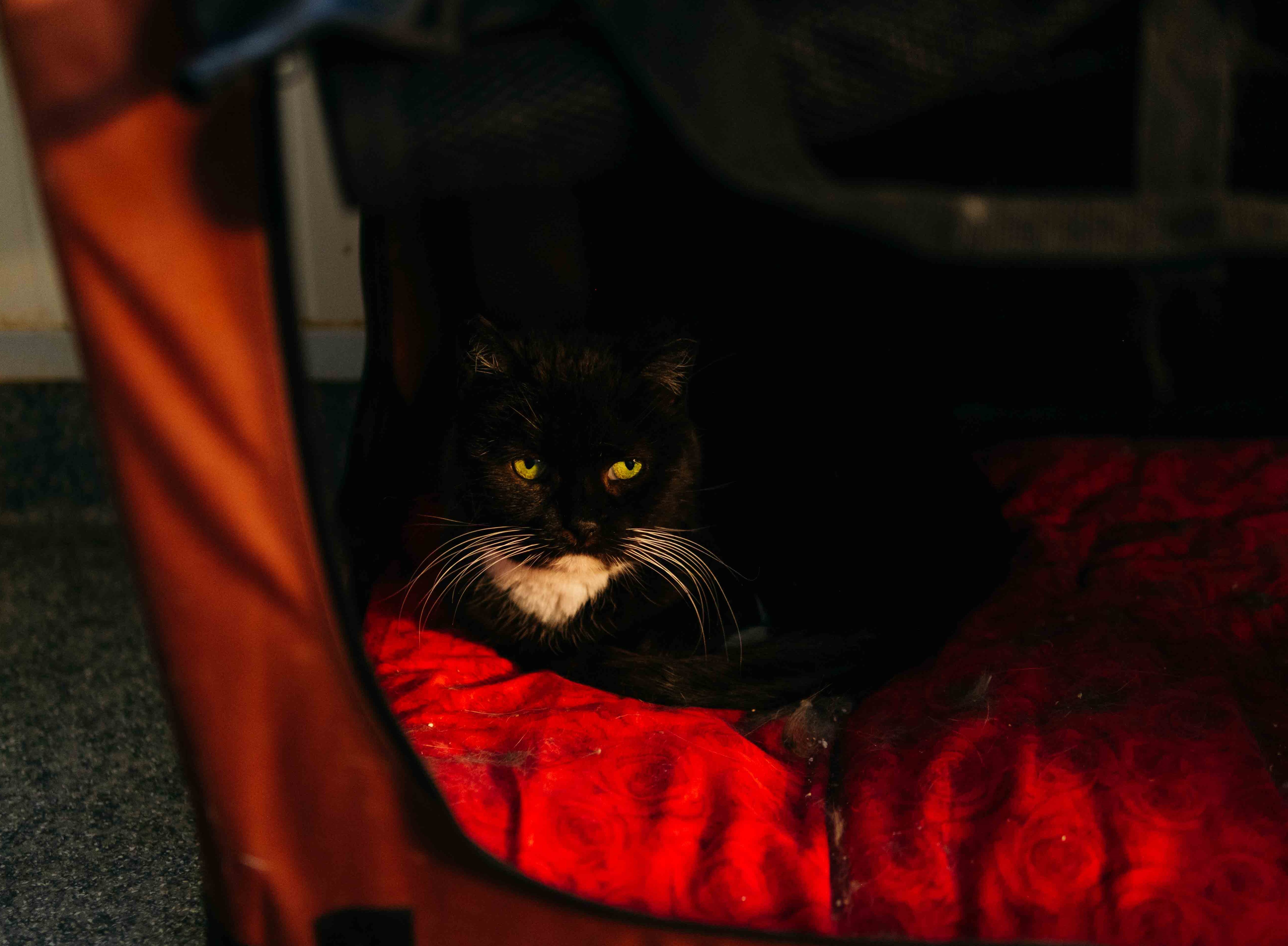 Nemė