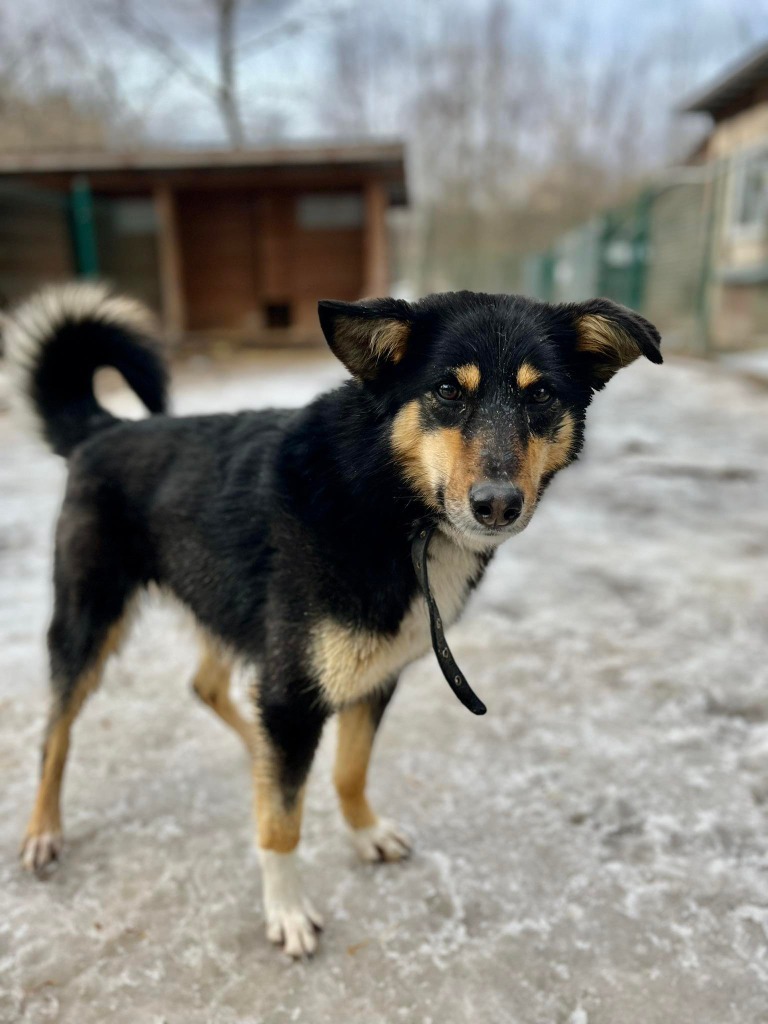 Tuja