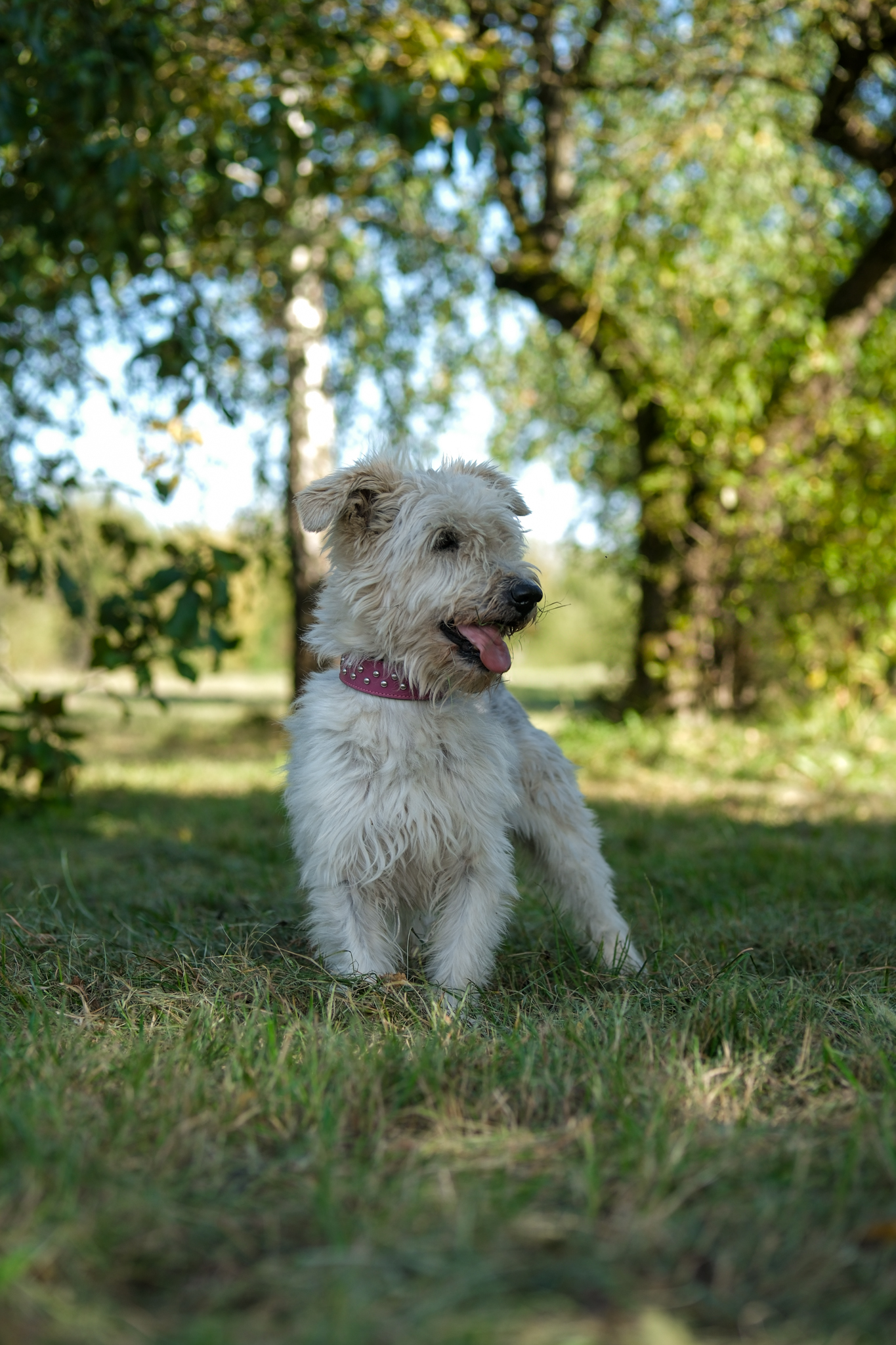 Hugo