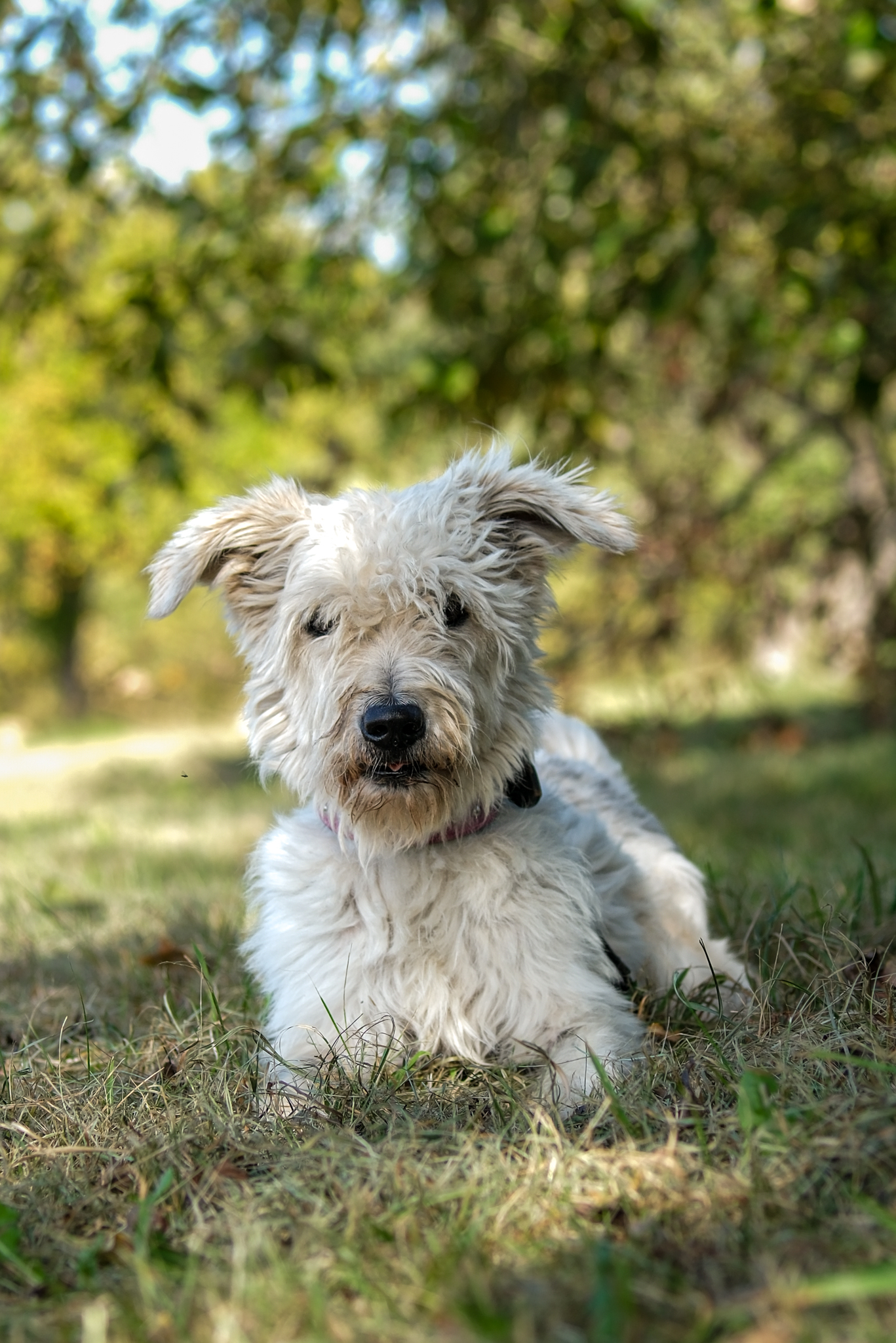 Hugo