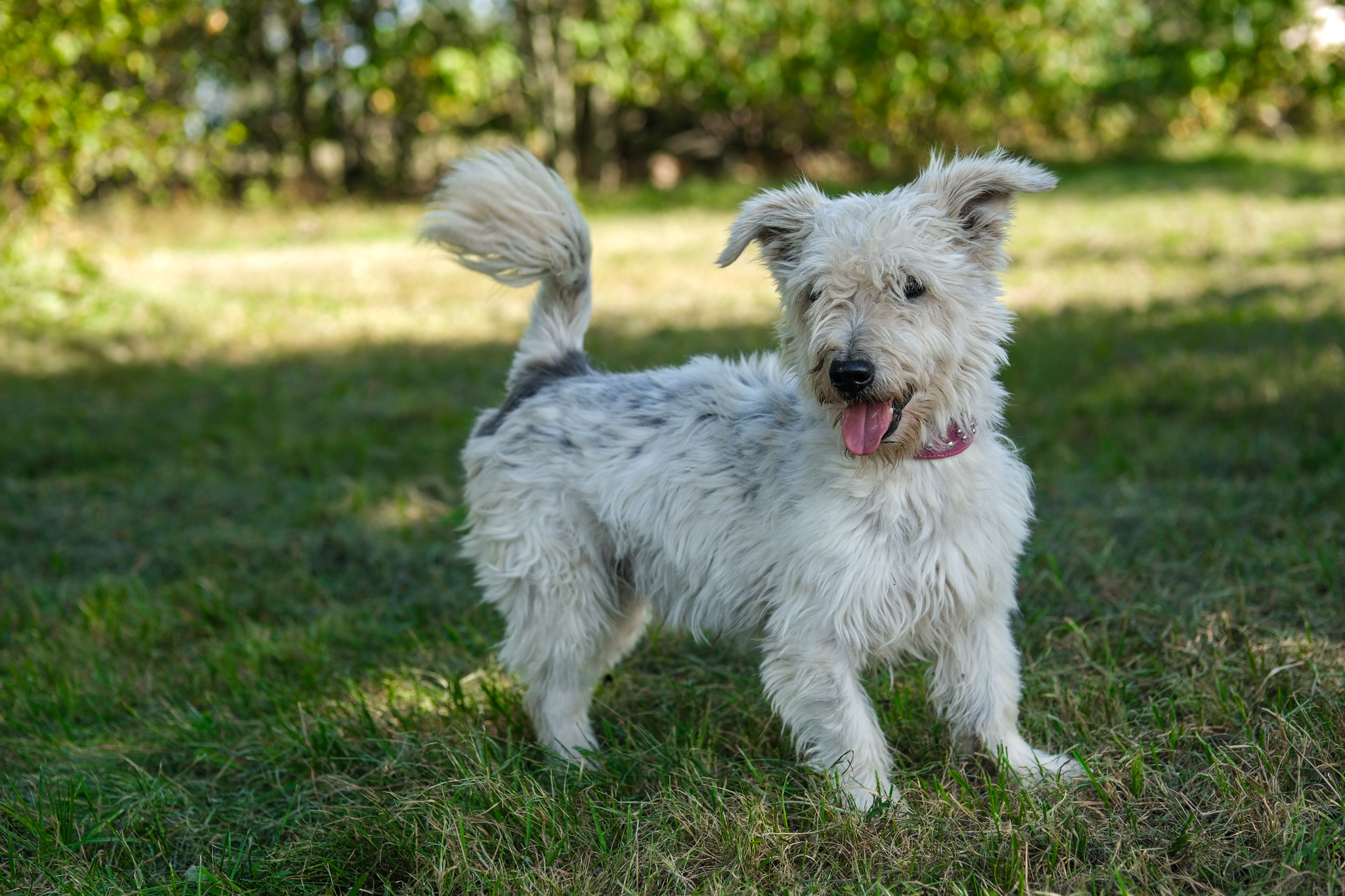 Hugo