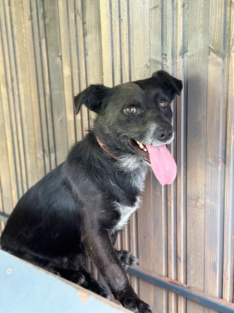 Loko