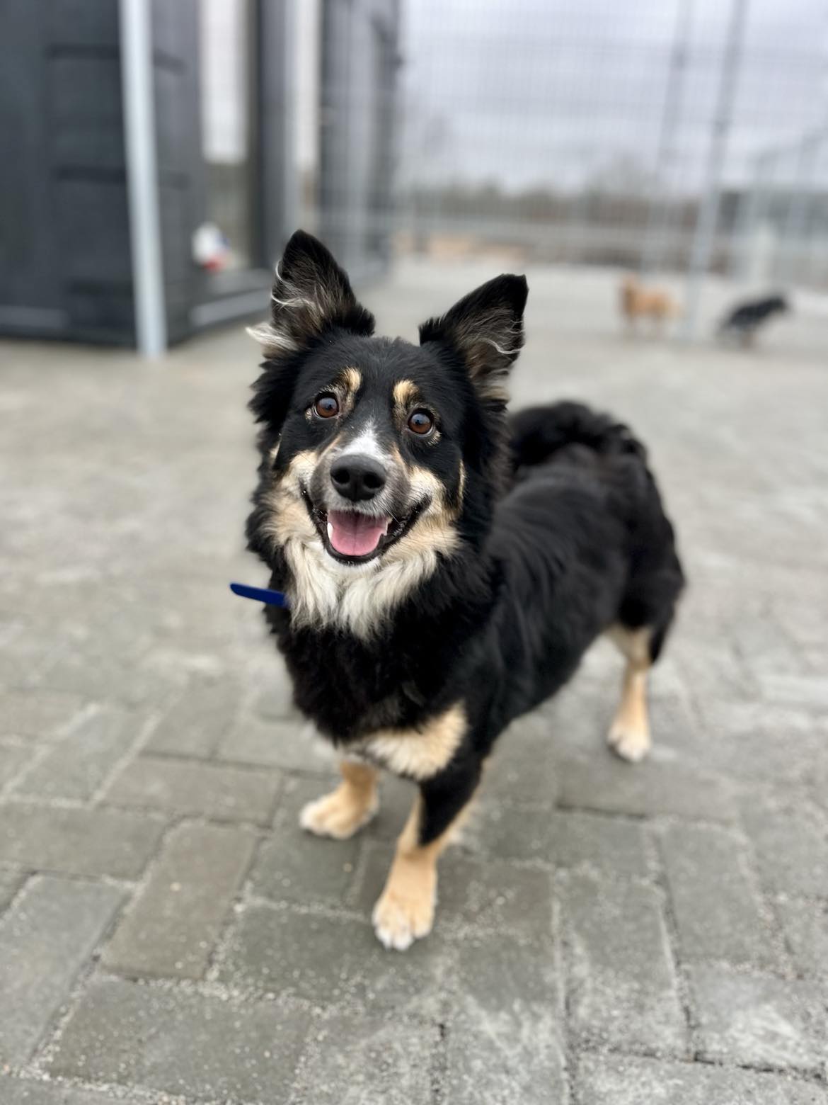 Ropė