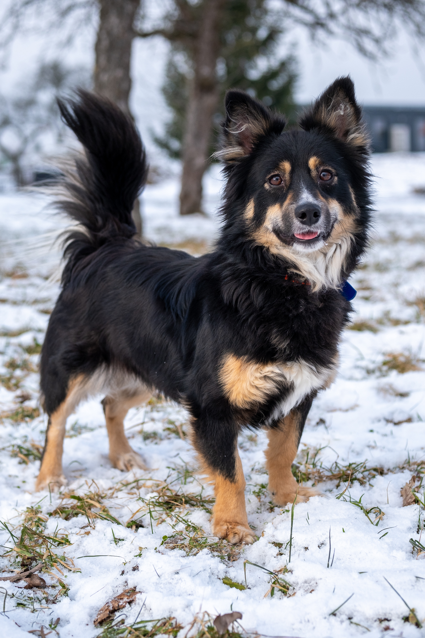 Ropė