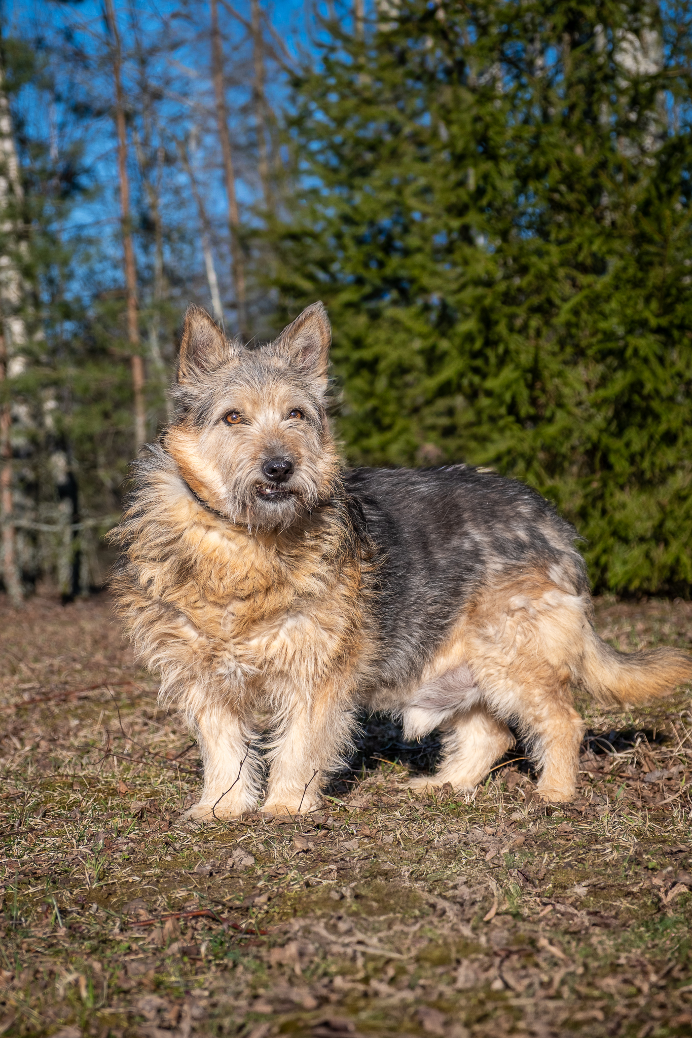 Kėglis
