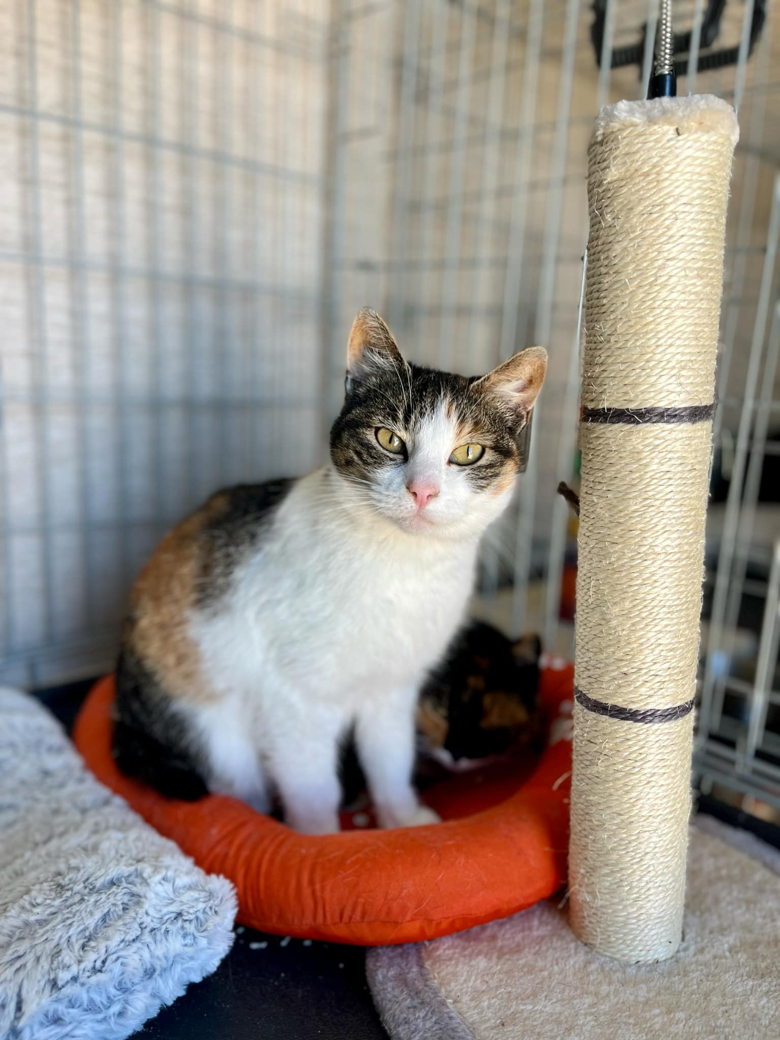 Kitka