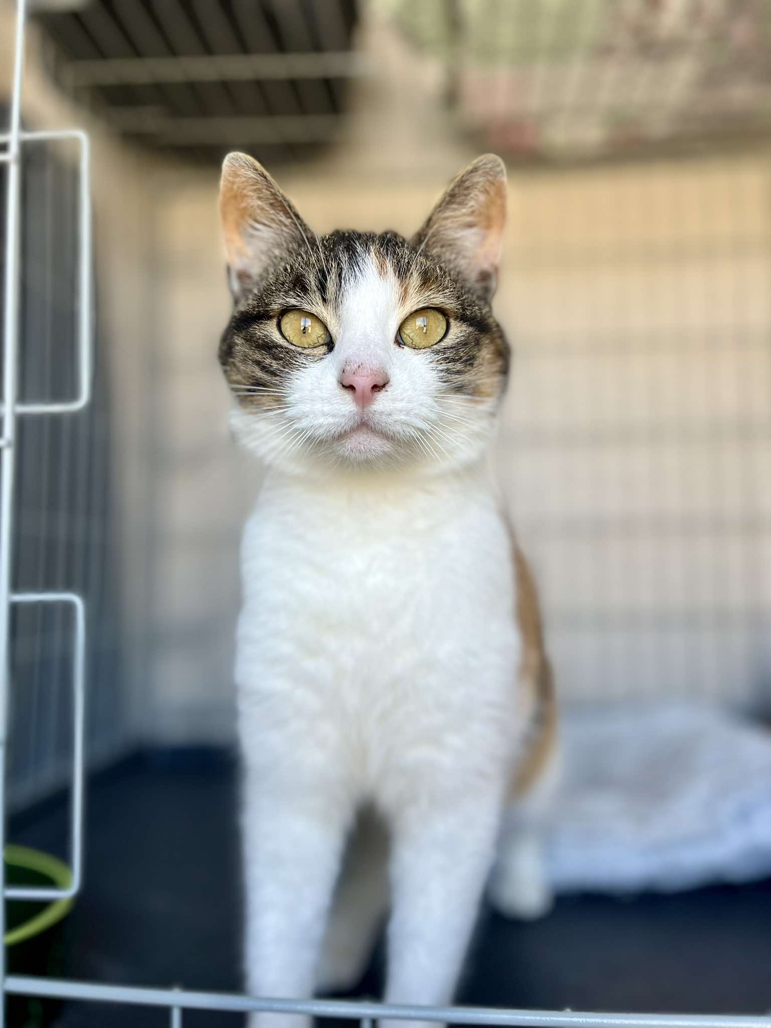 Kitka