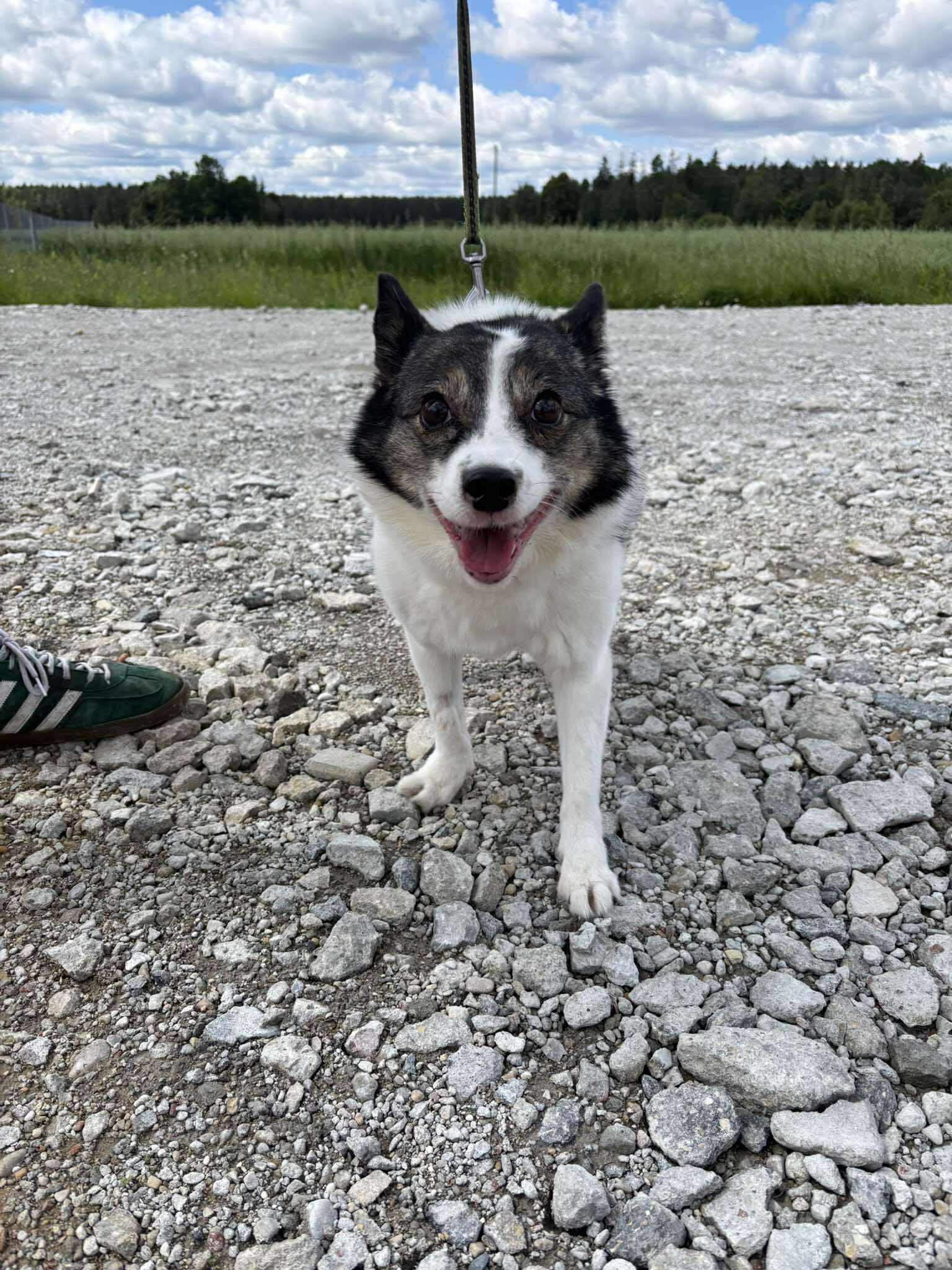 Bruknė