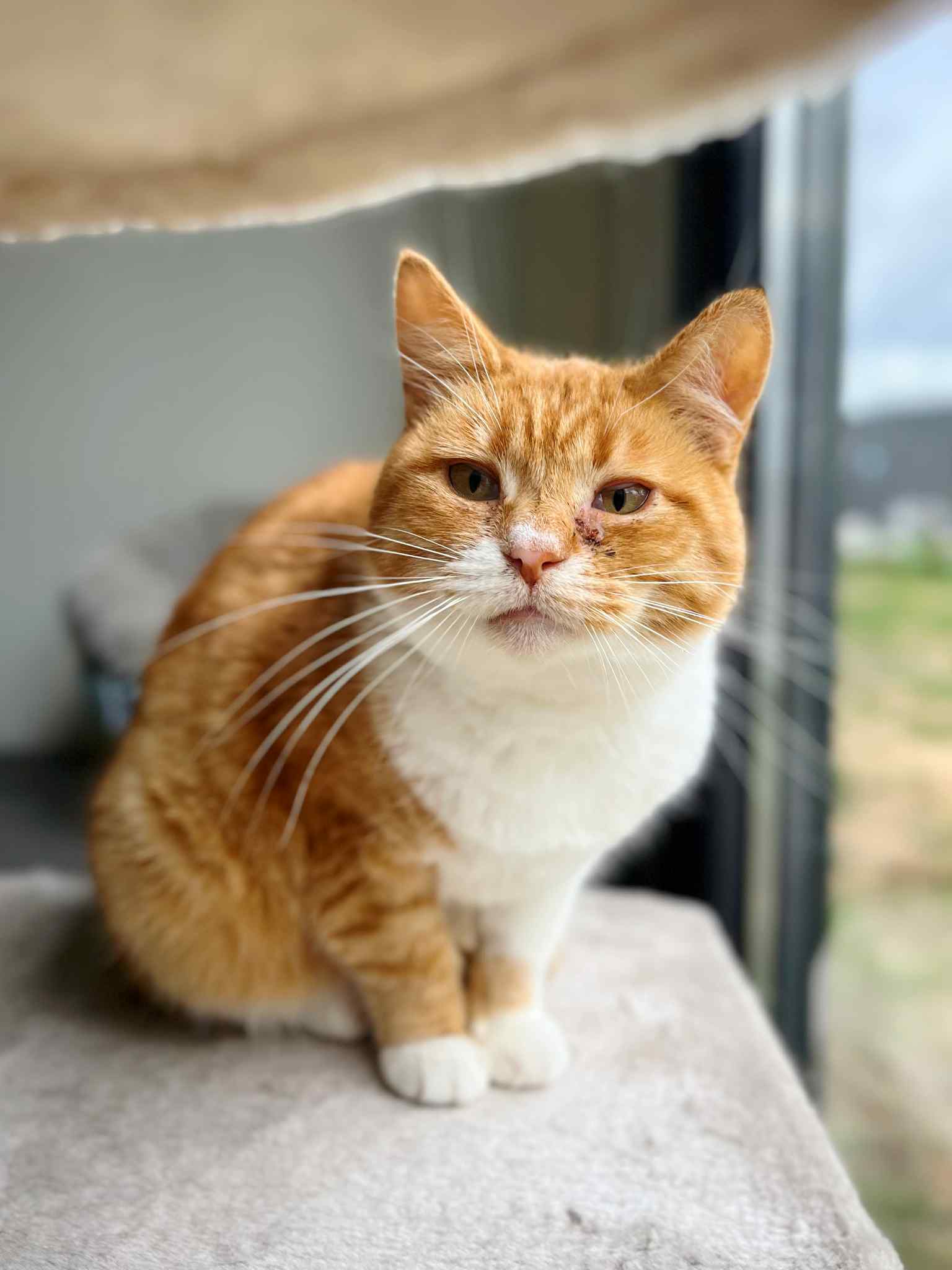 Sansa