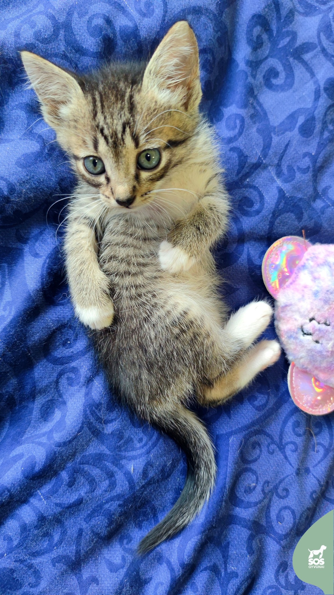 Izidė
