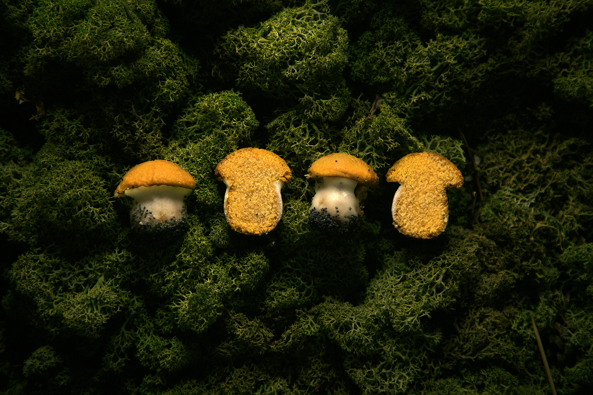 Meduoliniai grybukai