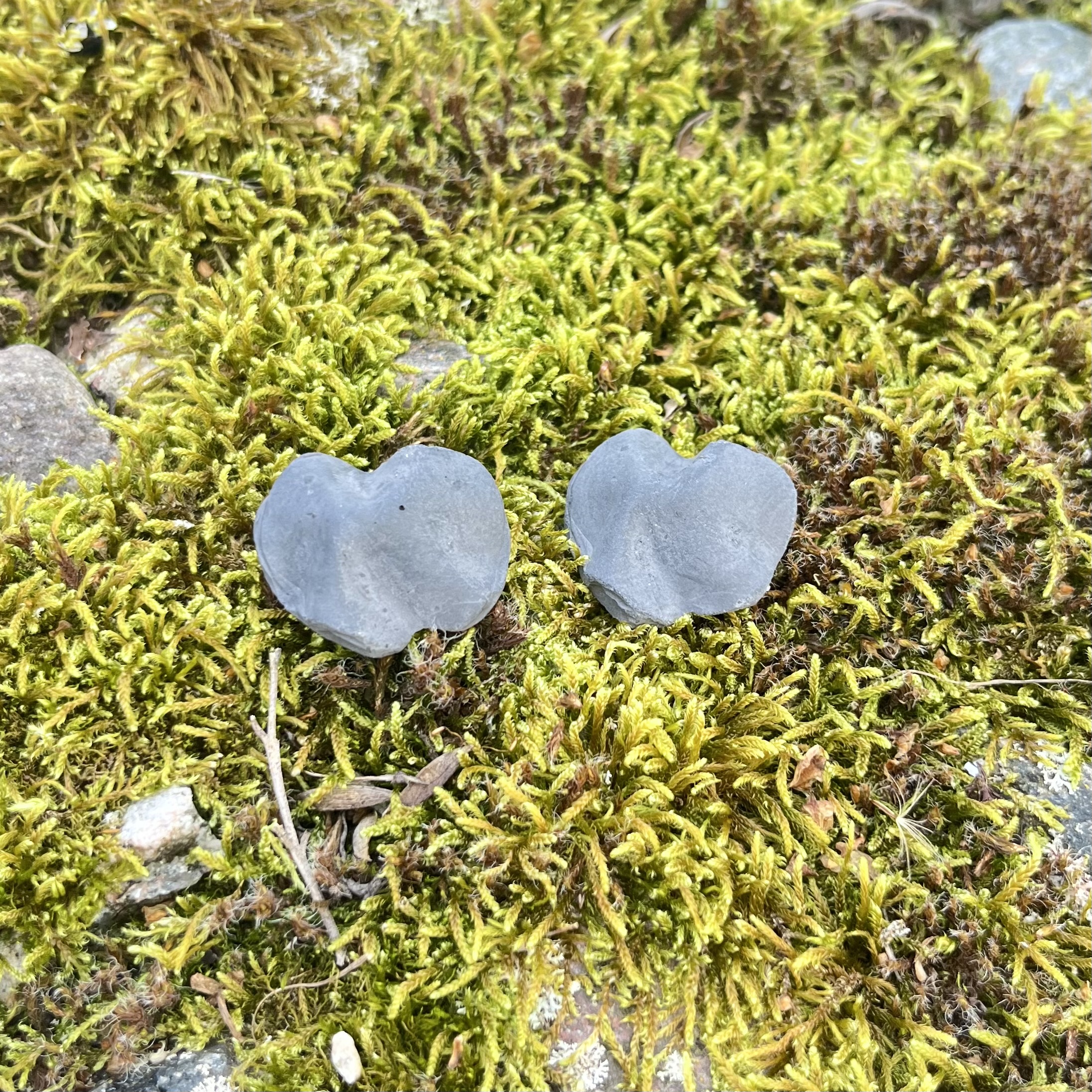 Auskarai LAMDYTI / Earrings WRINKLED
