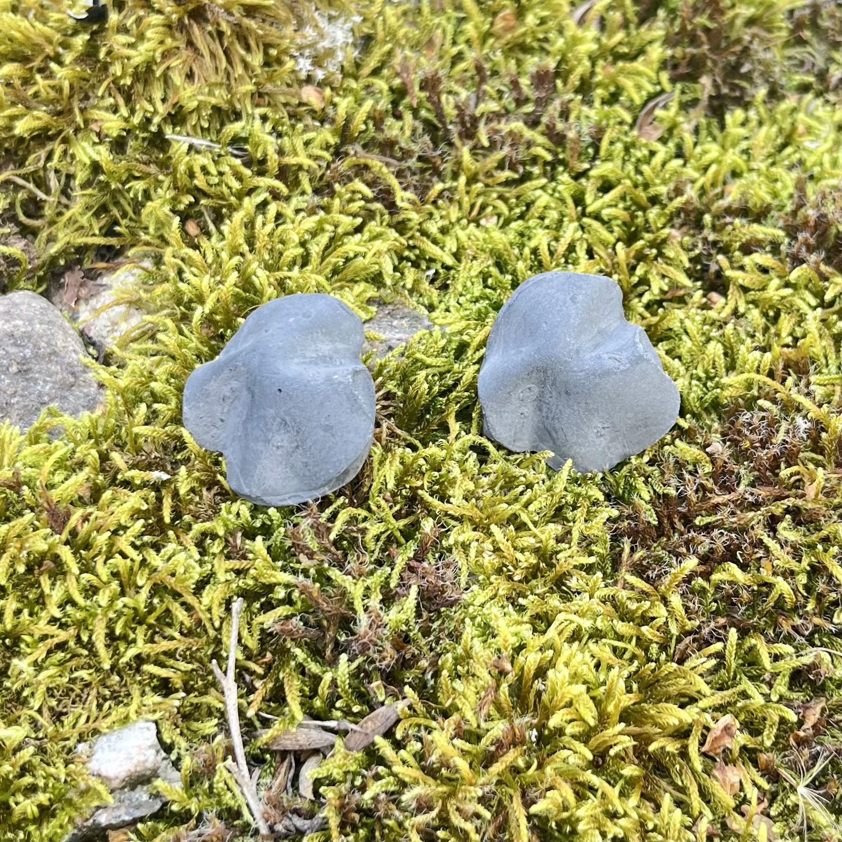 Auskarai LAMDYTI / Earrings WRINKLED