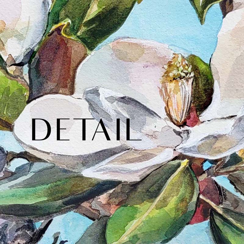 "Magnolia 4" Original Watercolor Painting