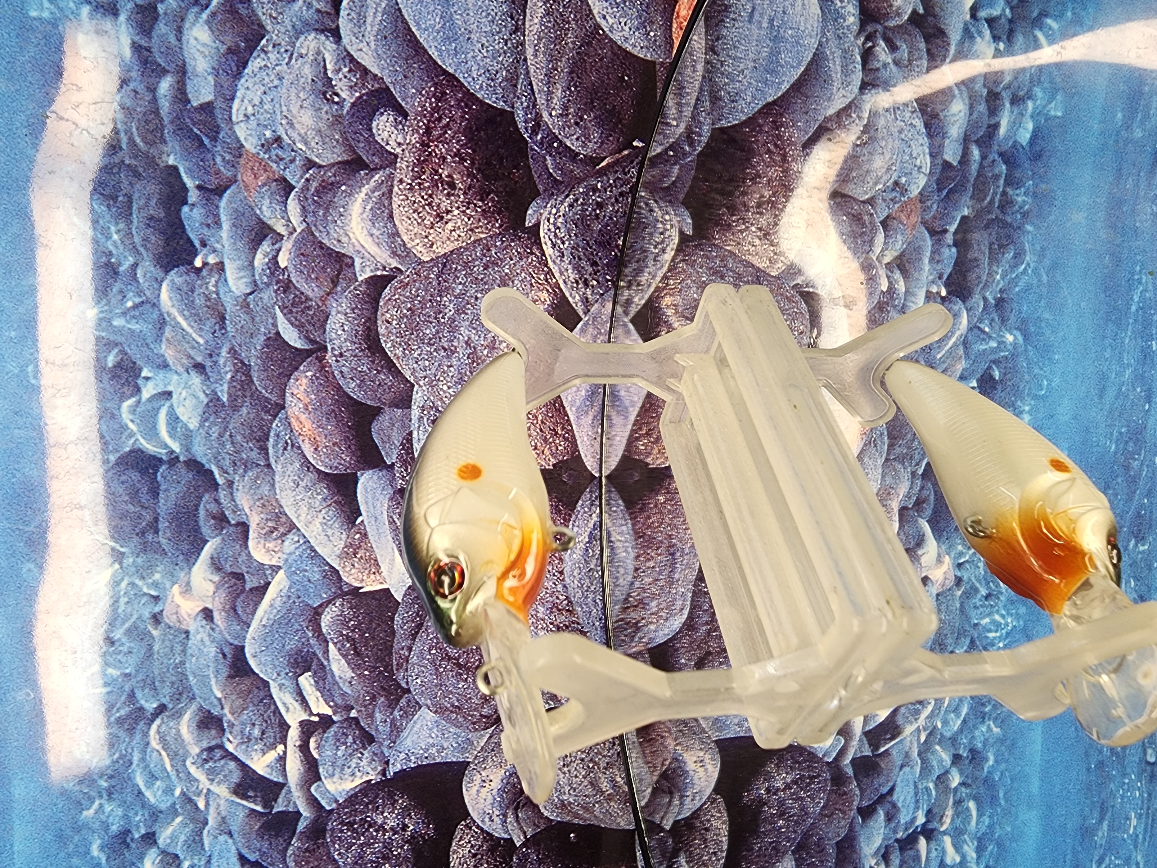 Blood-Eye Specter Rambling Wart