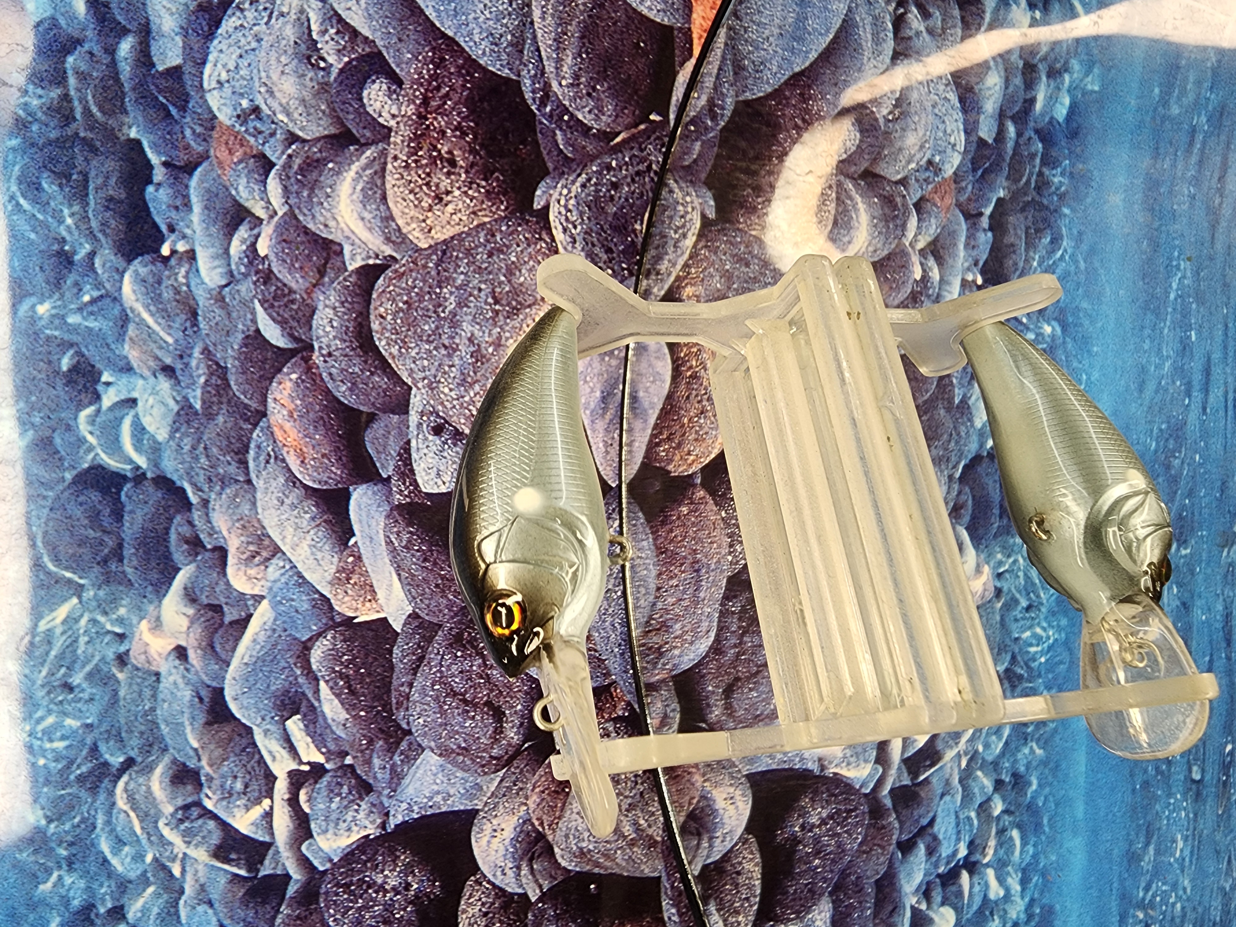 Silent Shade Rambling Wart