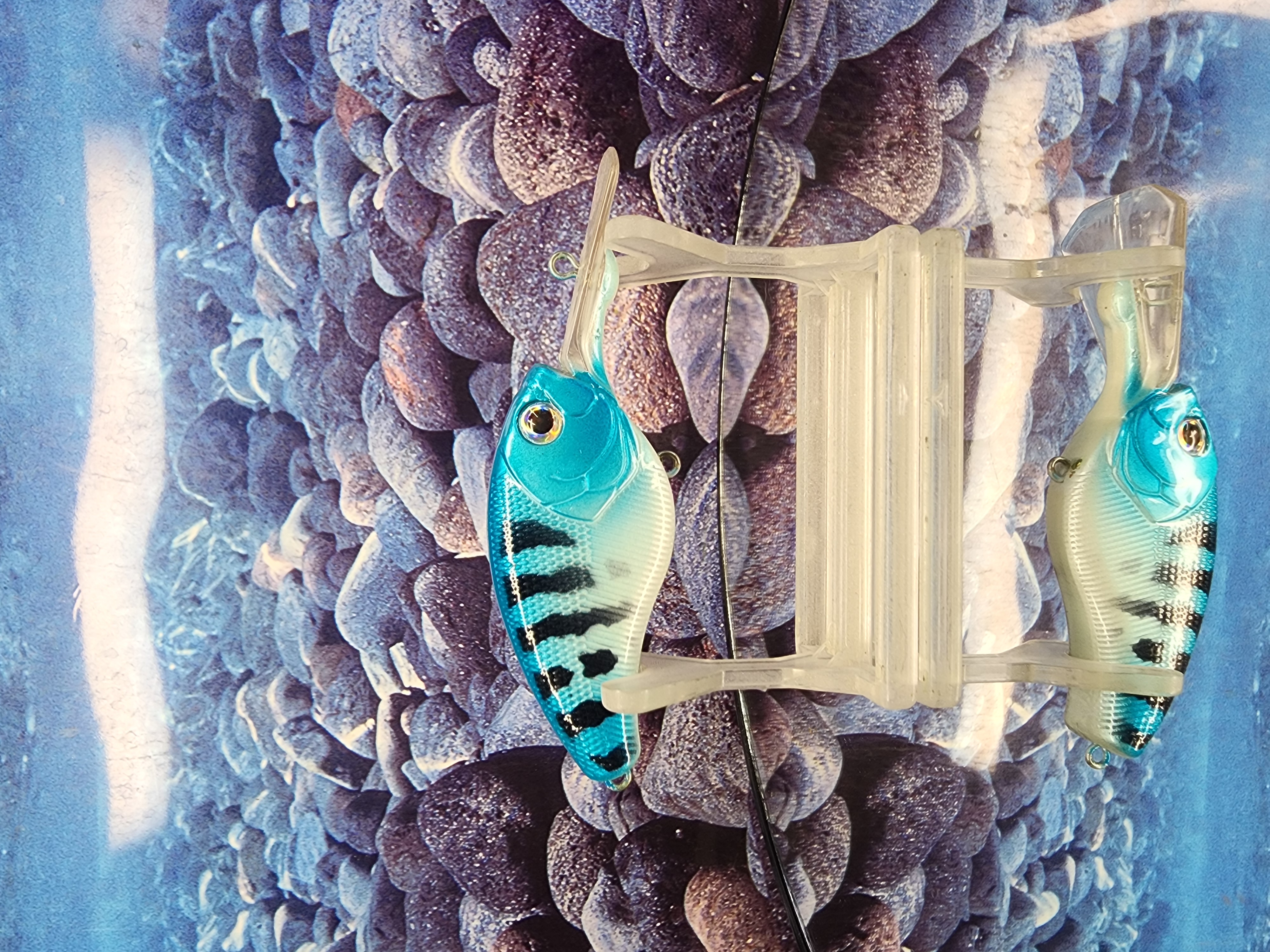 BLUE RIOT COFFINBILL