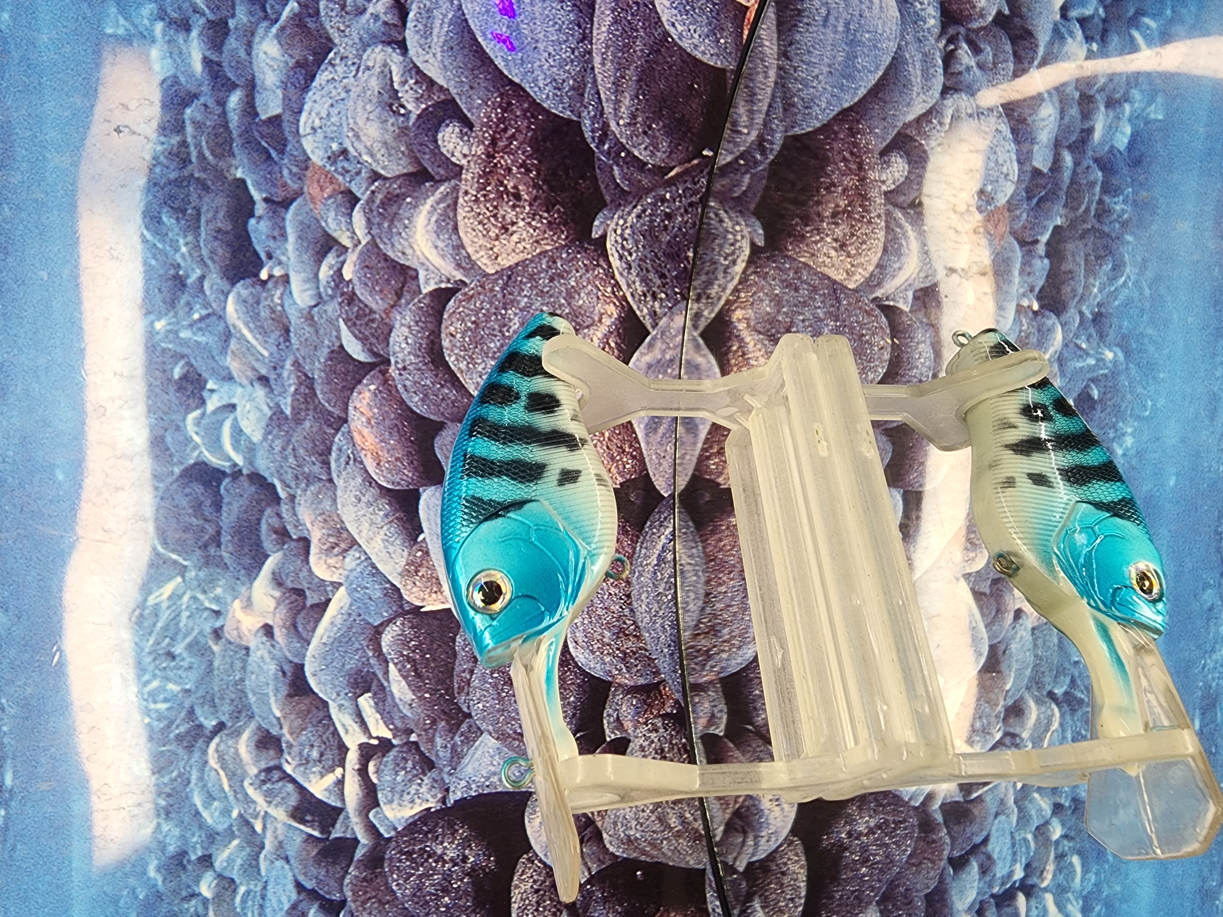 BLUE RIOT COFFINBILL