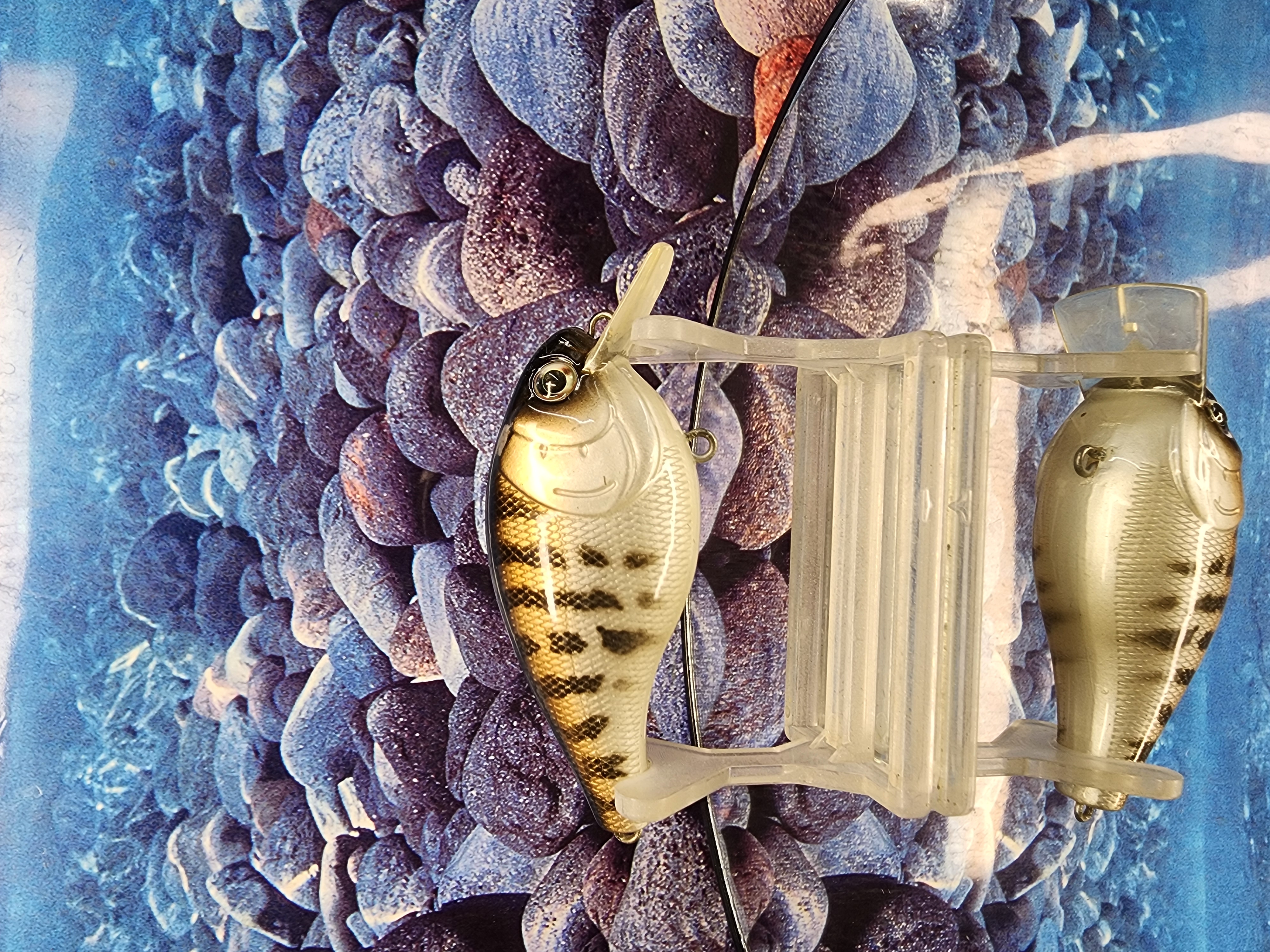 2.5 Moonshine Talapia 