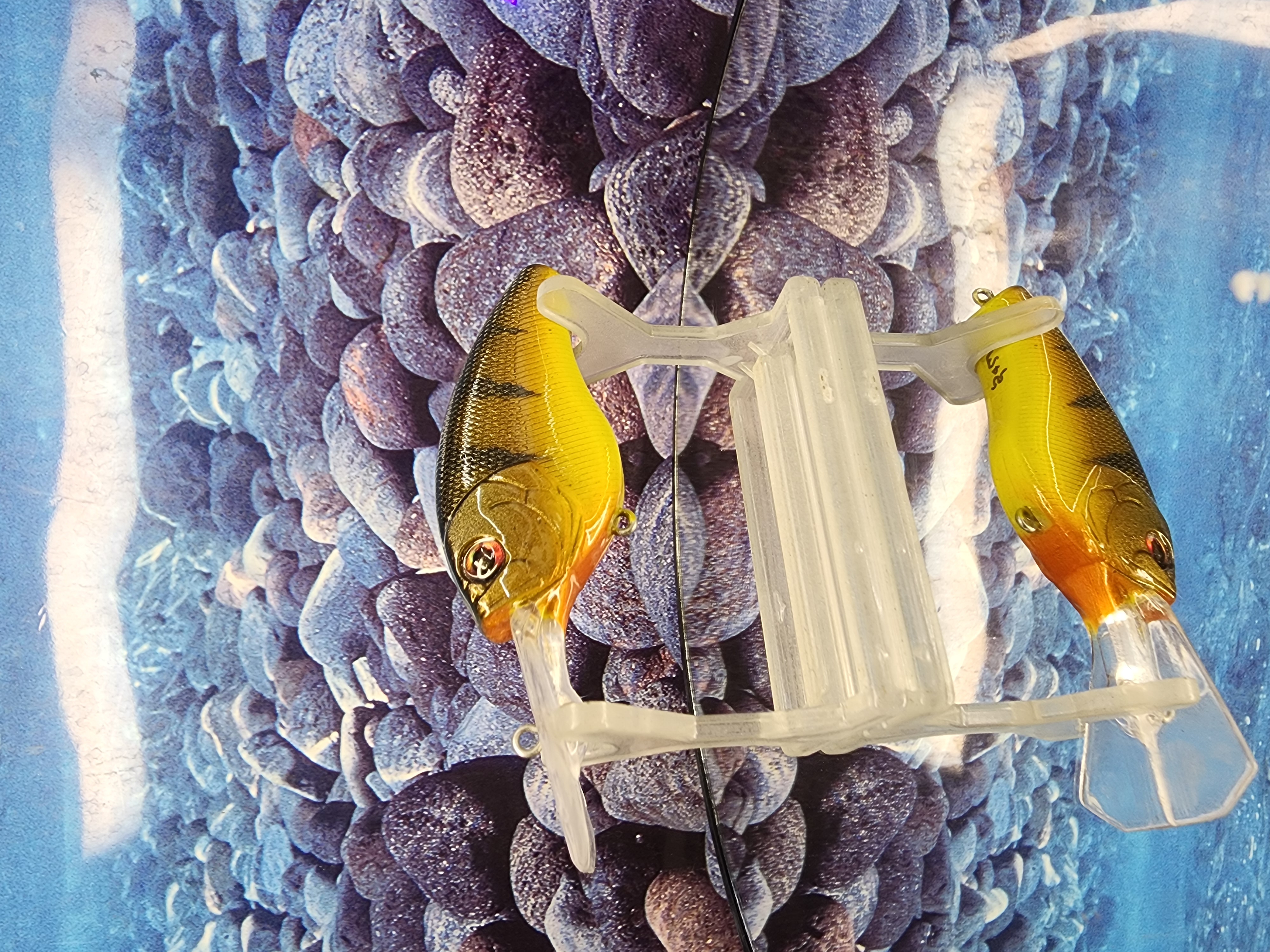 IRONSIDE PERCH COFFINBILL