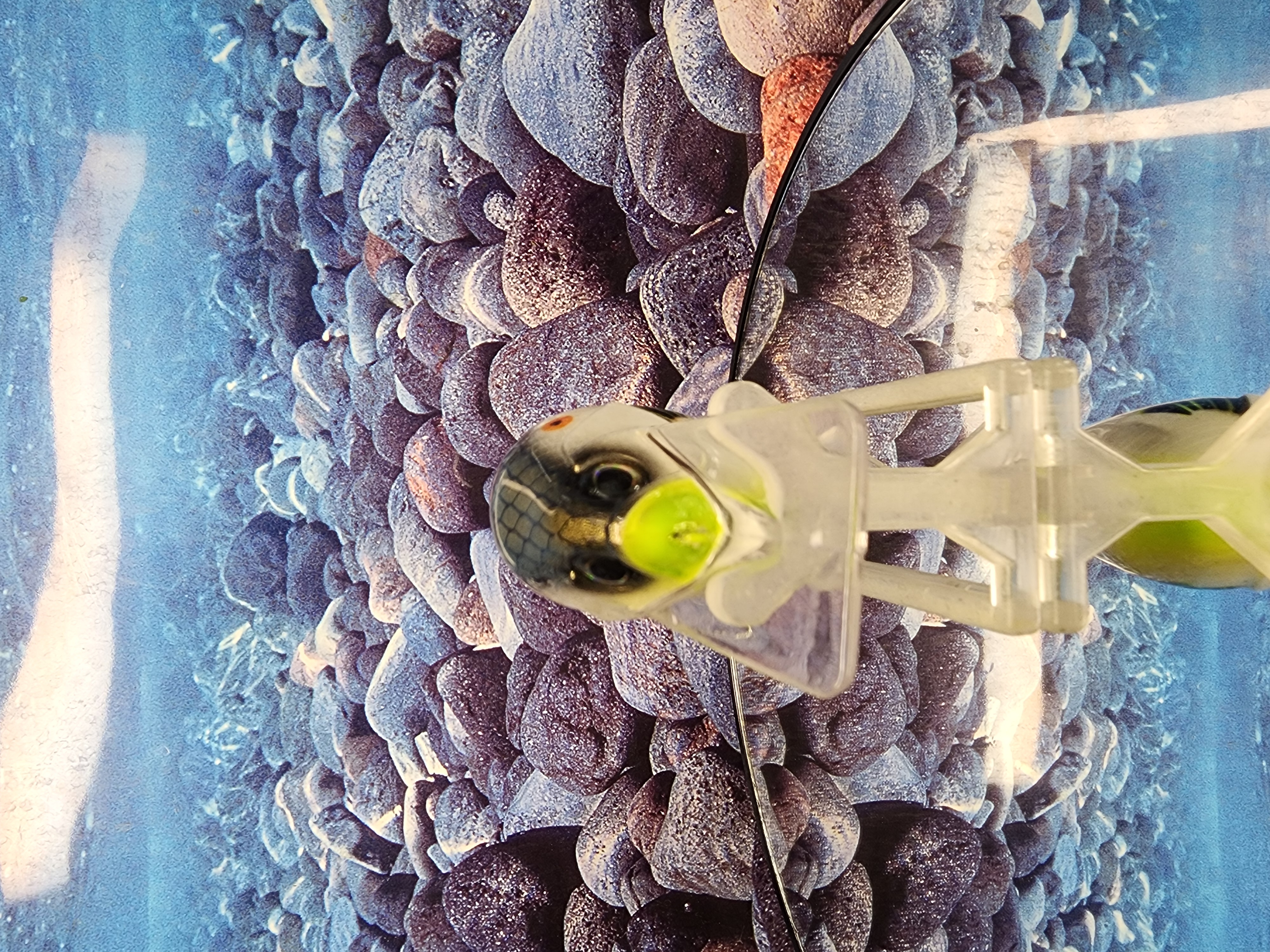 The Bone-Shaker: Gizzard Reaper 3.5 Crank